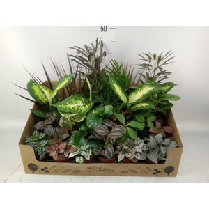 Planten Groen   ...mix 24