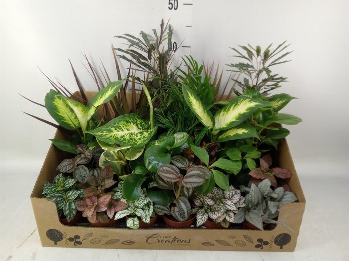 <h4>Planten Groen   ...mix 24</h4>