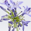 Agapanthus EYFORI Blue