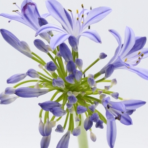 Agapanthus EYFORI Blue