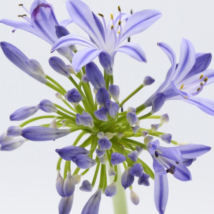 <h4>Agapanthus EYFORI Blue</h4>