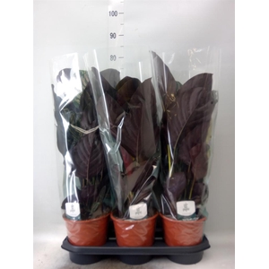 Calathea sanderiana