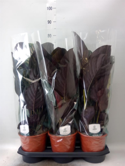 <h4>Calathea sanderiana</h4>