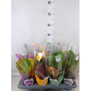 Codiaeum var. GR 'Petra'