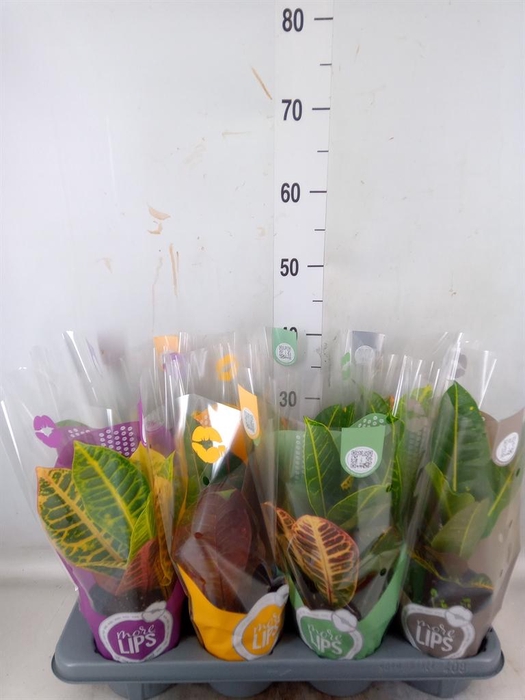 <h4>Codiaeum var. GR 'Petra'</h4>