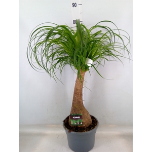 Beaucarnea recurvata