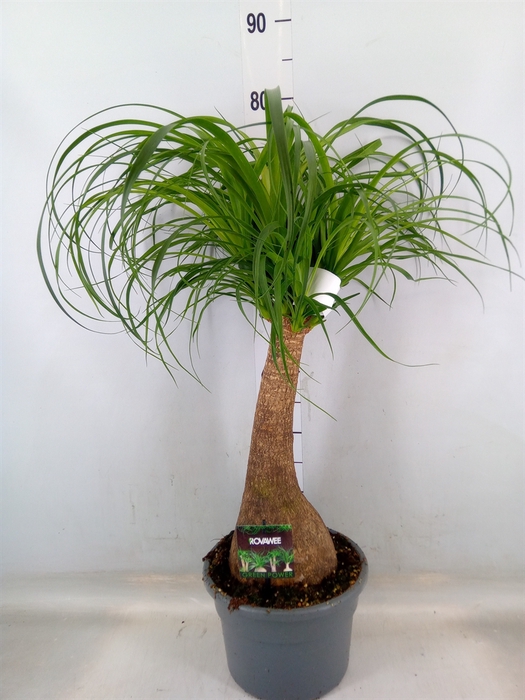 <h4>Beaucarnea recurvata</h4>