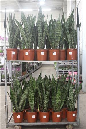 <h4>Sansev Trifascia Ov</h4>