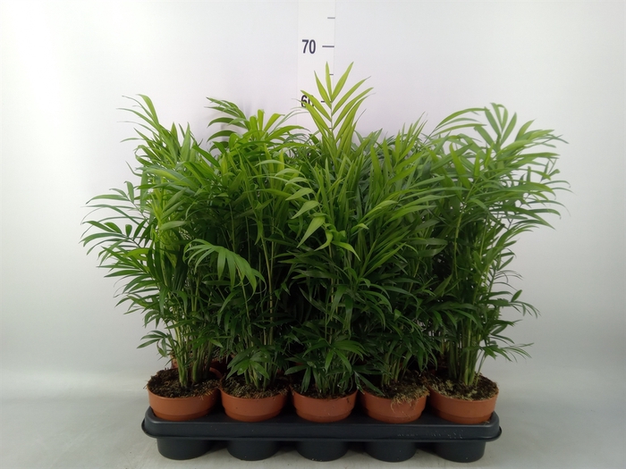 <h4>Chamaedorea elegans</h4>