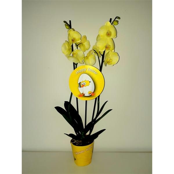 <h4>Pasen 2 tak</h4>