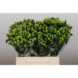 Hypericum Lucky Romance