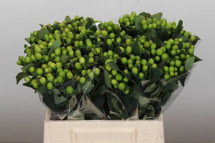 Hypericum Lucky Romance