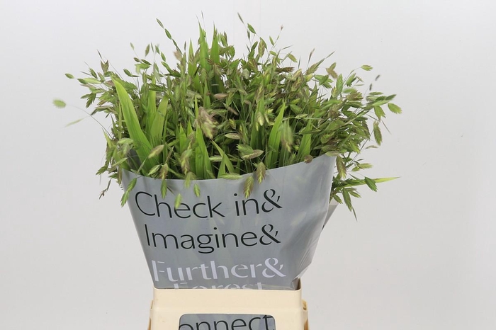 <h4>Chasmanthium latifolium</h4>