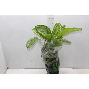 CALATHEA PEACOCK GREEN P17