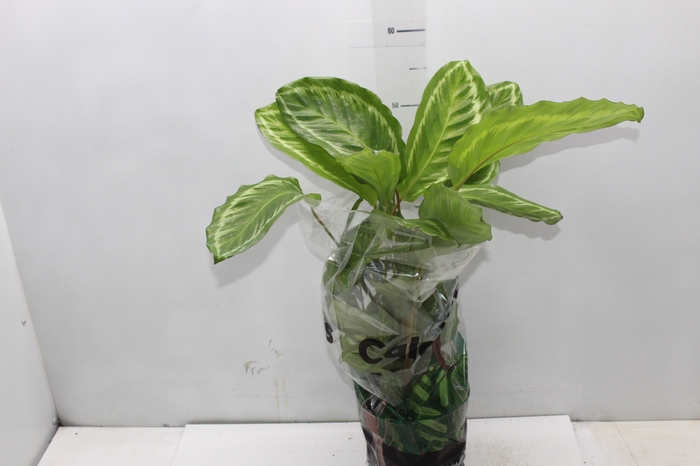 <h4>CALATHEA PEACOCK GREEN P17</h4>