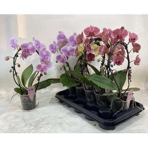 PHAL GEM