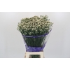 Limonium sinensis White Diamond