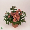 Alstroemeria Pr Lil Zavina ALSTR21MIXK Inticancha