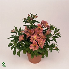 Alstroemeria Pr Lil Zavina ALSTR21MIXK Inticancha