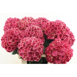 Hydr M Ruby Gl 60-20