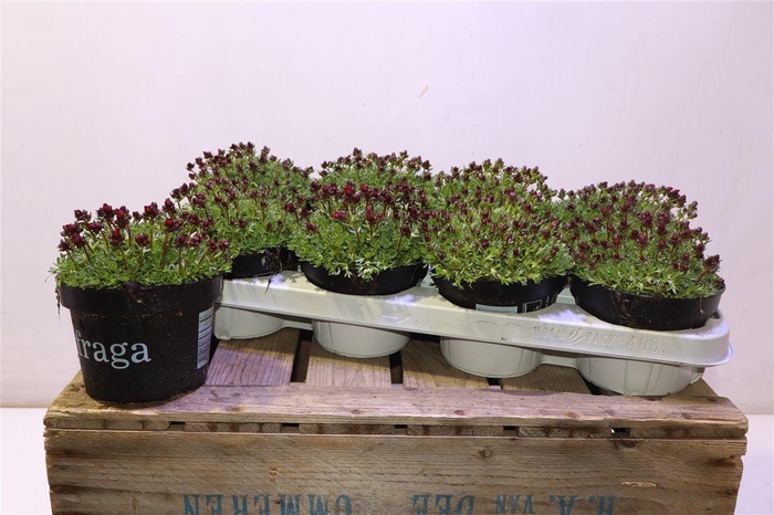 <h4>Saxif Ar Peter Pan</h4>