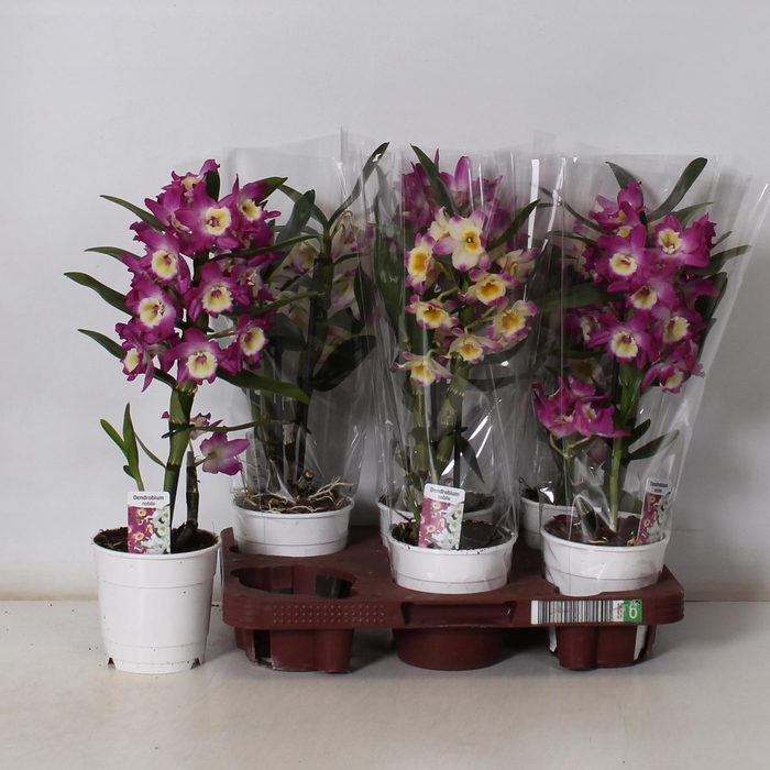 <h4>DENDR N GEM</h4>