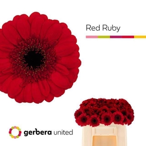 GERMINI RED RUBY GE MI RED RUBY