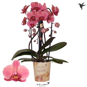 Kolibri Orchids Phalaenopsis Cascade Niagara Fall Narbonne 3 spike