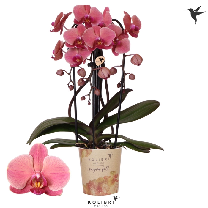 <h4>Kolibri Orchids Phalaenopsis Cascade Niagara Fall Narbonne 3 spike</h4>