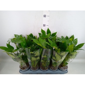 Fatsia japonica   ...