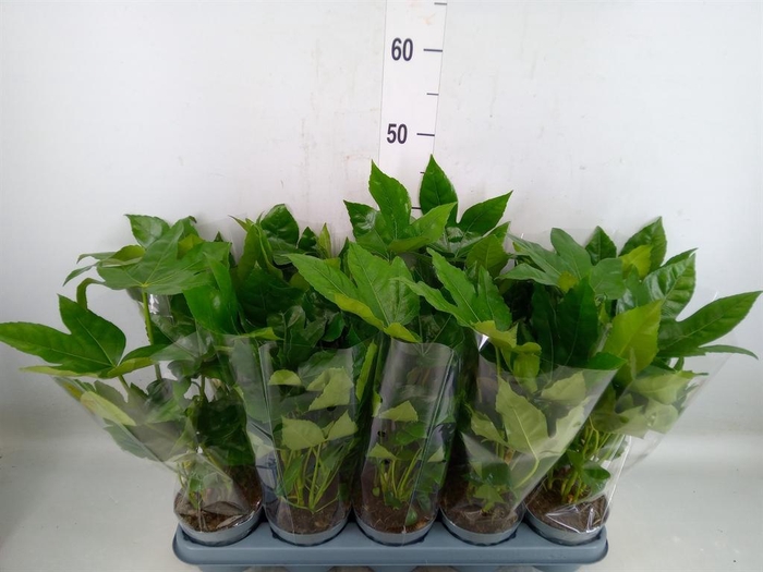 <h4>Fatsia japonica   ...</h4>