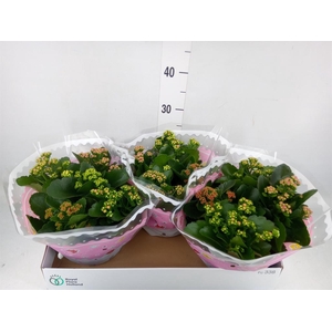 Kalanchoe blos.   ..rosebud mix/pot