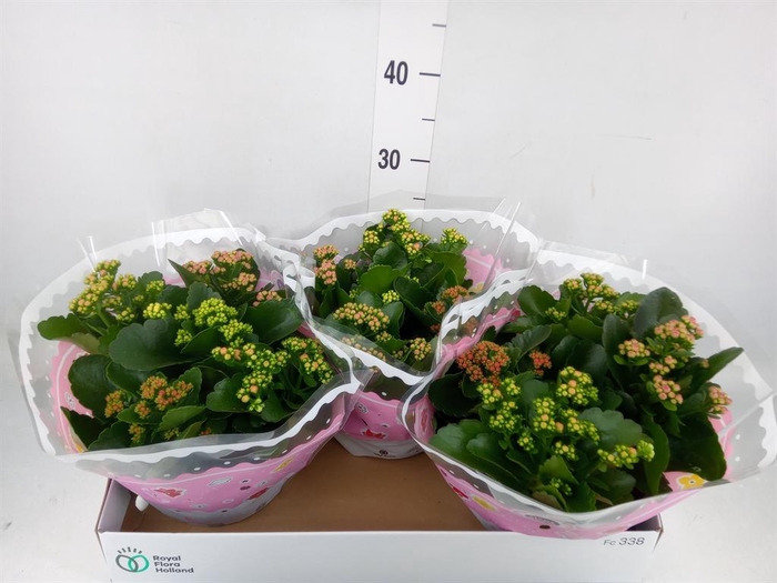 <h4>Kalanchoe blos.   ..rosebud mix/pot</h4>