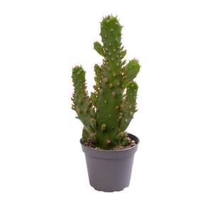 OPUNTIA