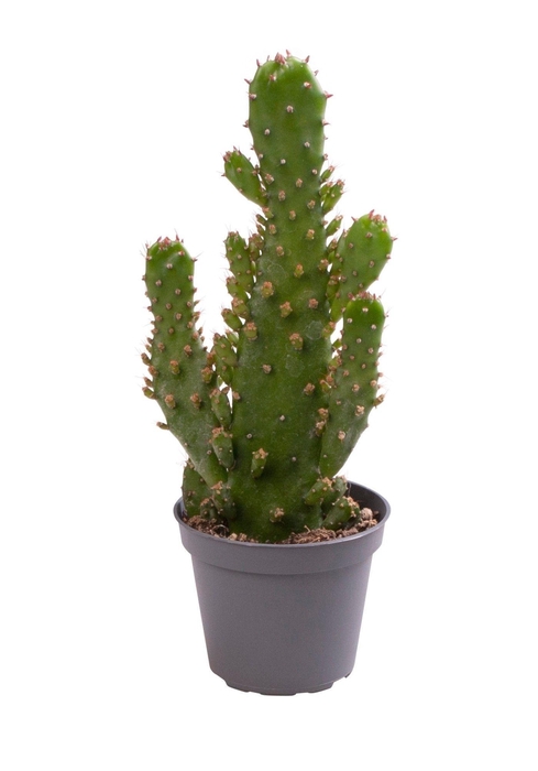 <h4>OPUNTIA</h4>