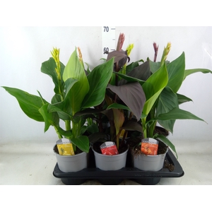 Canna  'Cannova'   ...mix
