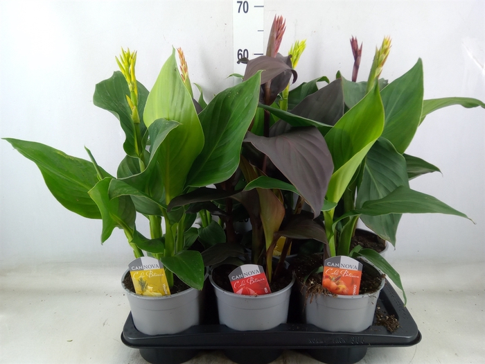 <h4>Canna  'Cannova'   ...mix</h4>