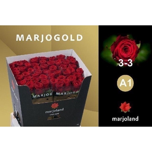 Rosa large red naomi!