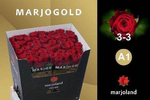 <h4>Rosa large red naomi!</h4>