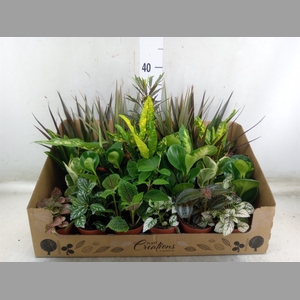 Planten Groen   ...mix 24