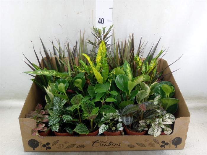 <h4>Planten Groen   ...mix 24</h4>
