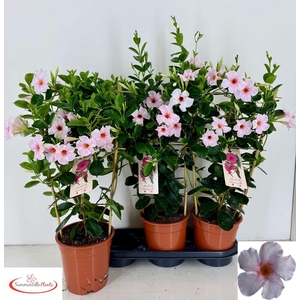 MANDE SUN EARL CREAM