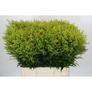 Solidago Tara Gold