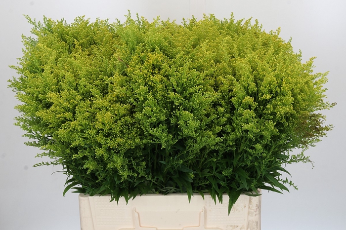 <h4>Solidago Tara Gold</h4>