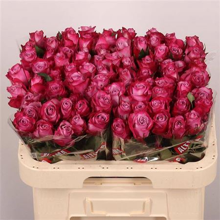 <h4>R Gr Deep Purple</h4>