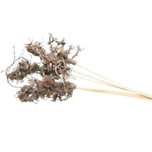 Bonsai Wood On Sitck 50cm Naturel