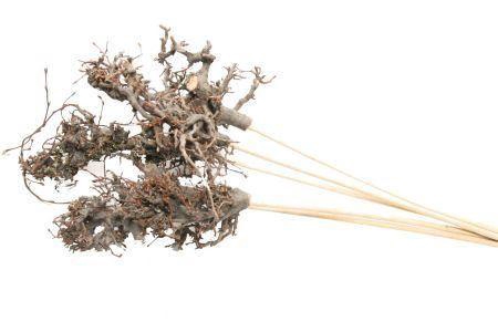 <h4>Bonsai Wood On Sitck 50cm Naturel</h4>