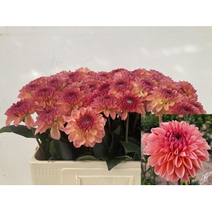 Dahlia Sebastian Punthuis