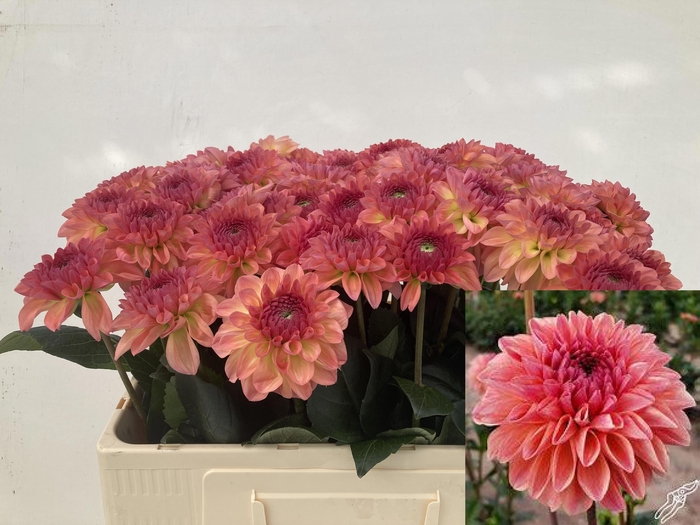 <h4>Dahlia Sebastian Punthuis</h4>