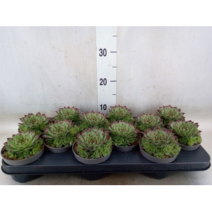 Sempervivum tectorum